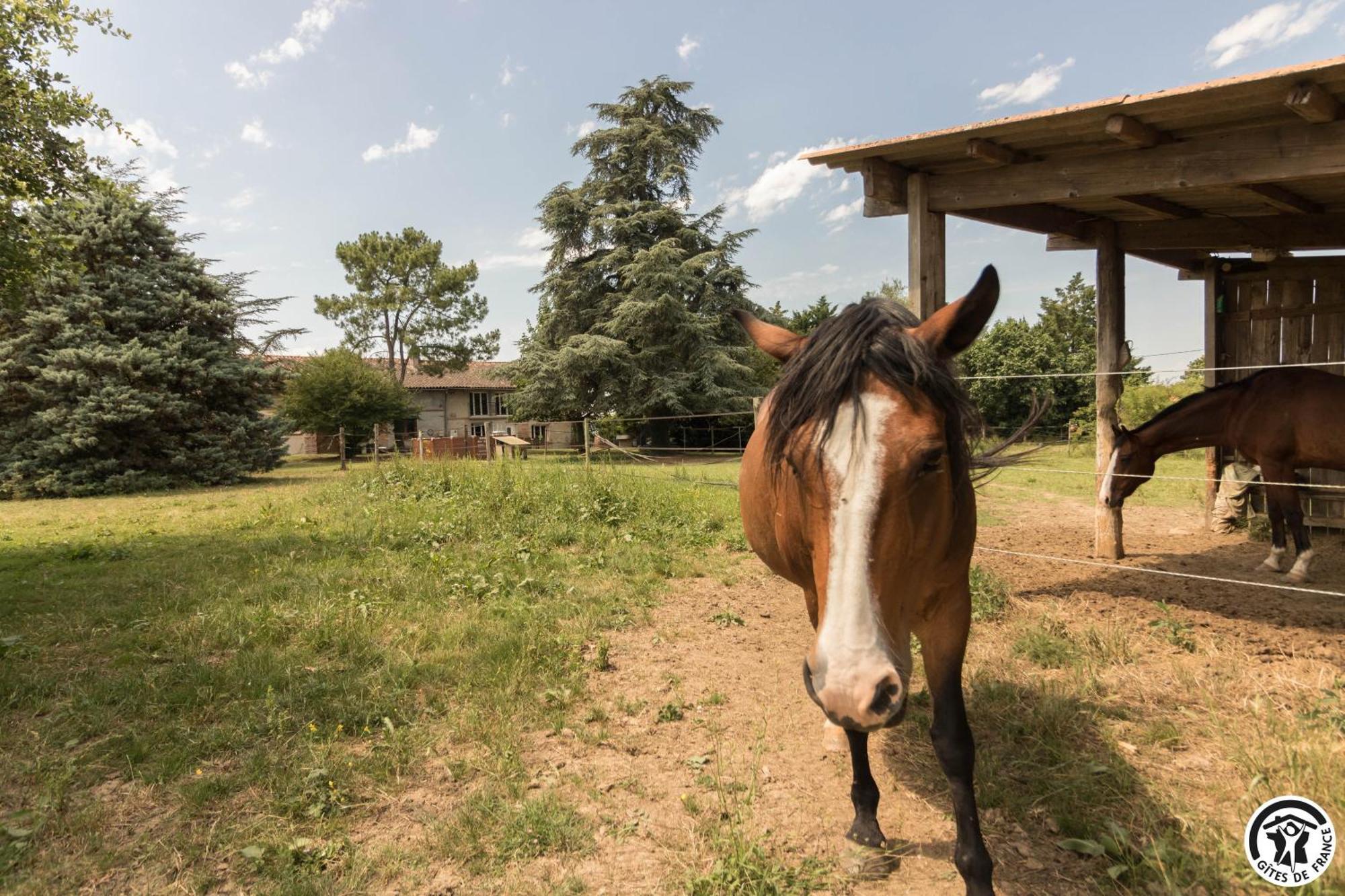 Gite Des Moulins Castelnau d'Estretefonds Bagian luar foto